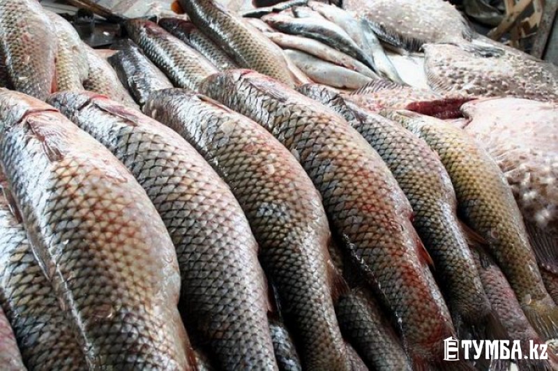 Үлкен пенис пен қынап